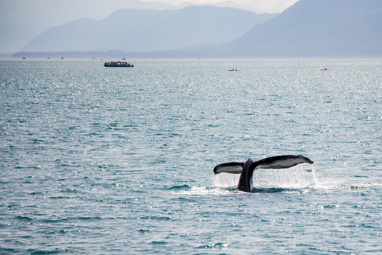 Whale Watching Day Tour