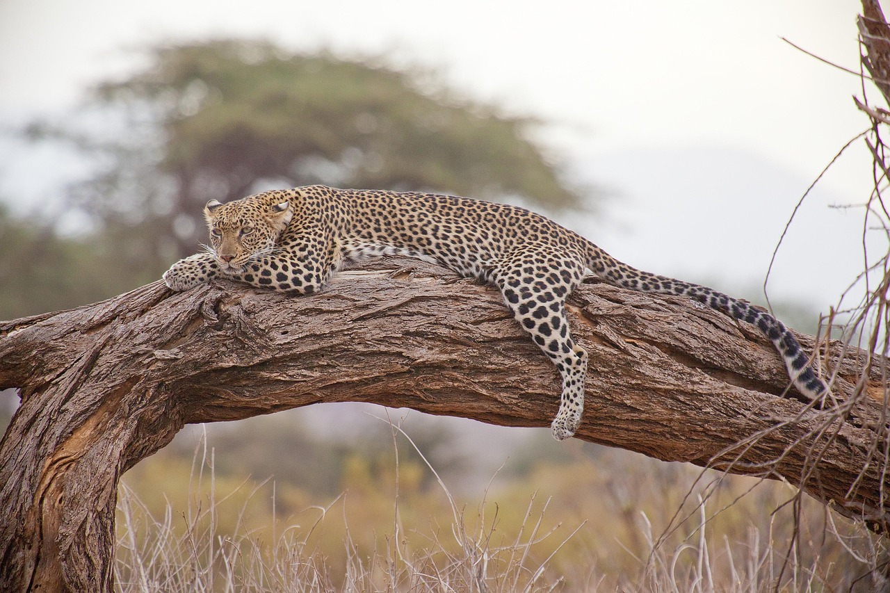 Yala National Park Day Tour